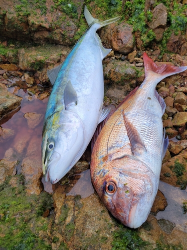 マダイの釣果