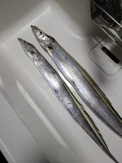 タチウオの釣果