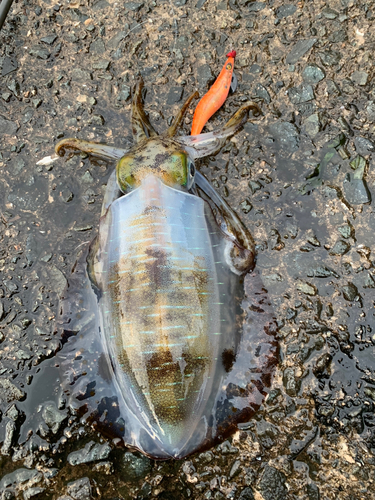 アオリイカの釣果