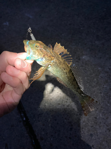 アナハゼの釣果