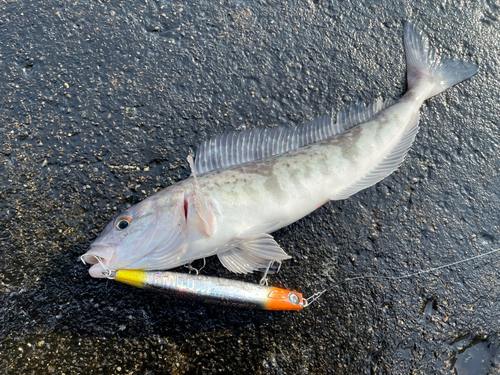 ホッケの釣果