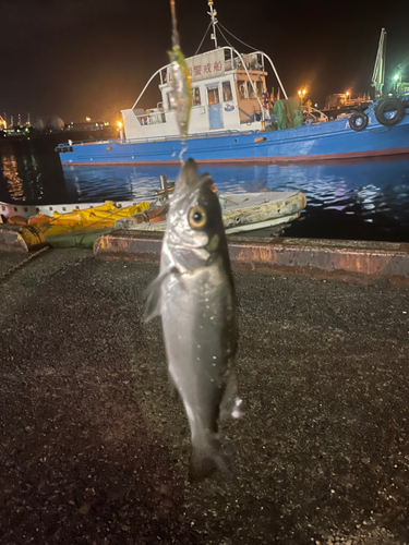 セイゴ（マルスズキ）の釣果