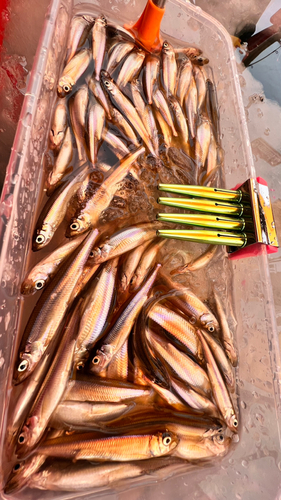 ワカサギの釣果