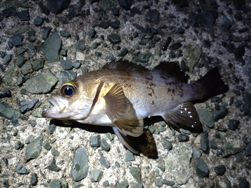 メバルの釣果