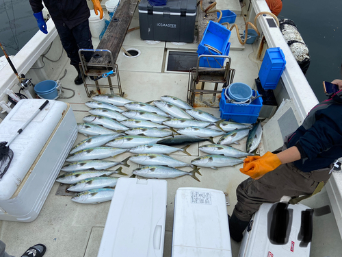 ヤズの釣果