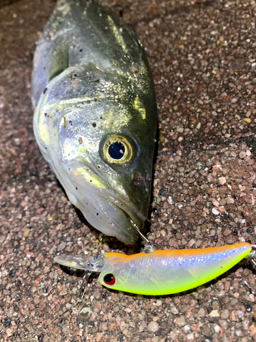 シーバスの釣果