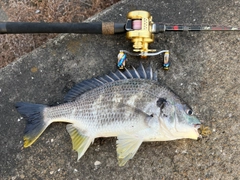 チヌの釣果