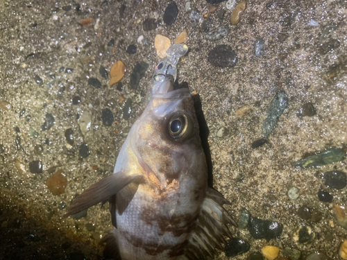 シロメバルの釣果