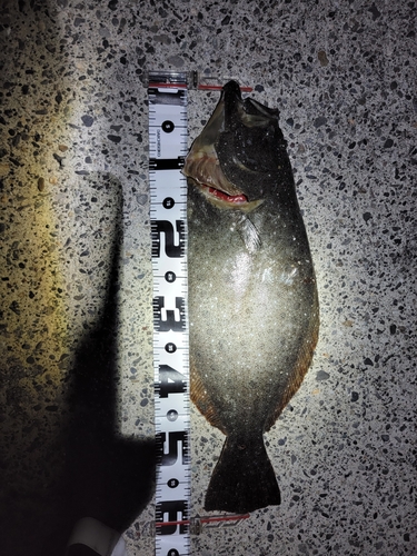 ヒラメの釣果