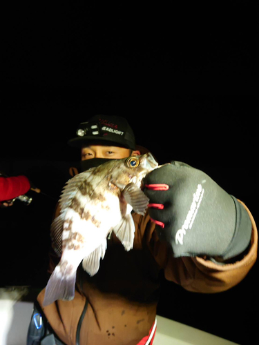 メバルの釣果