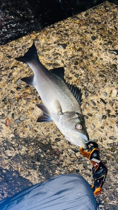 セイゴ（ヒラスズキ）の釣果