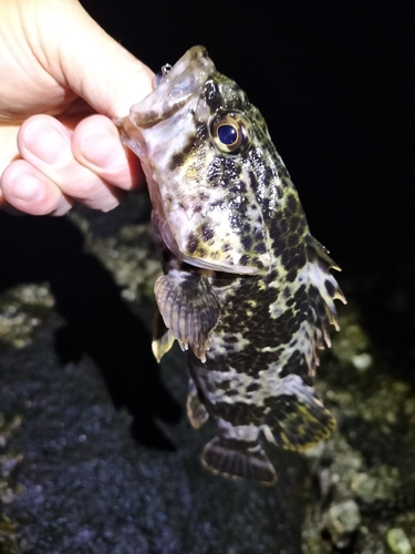 タケノコメバルの釣果