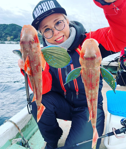 ホウボウの釣果