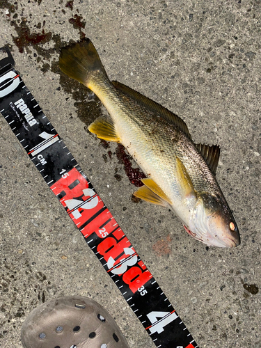 シログチの釣果