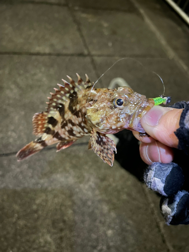 カサゴの釣果