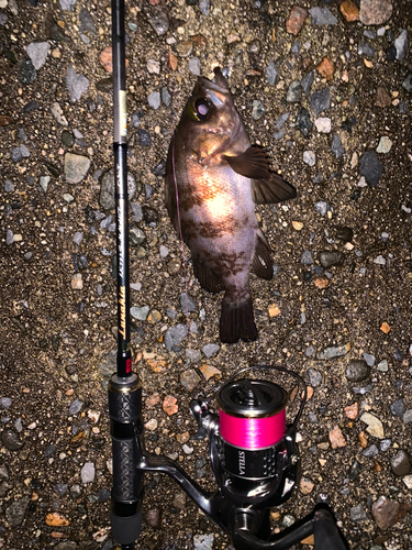 シロメバルの釣果