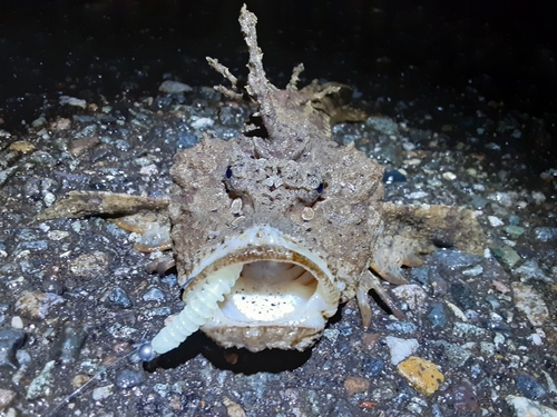 オニオコゼの釣果