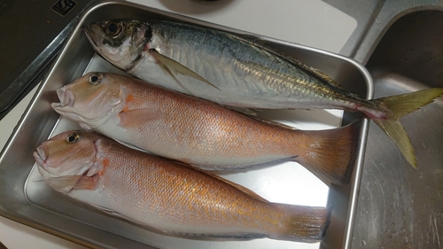 シロアマダイの釣果