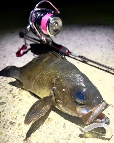 クロメバルの釣果