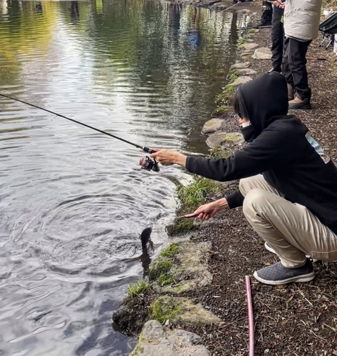 ニジマスの釣果