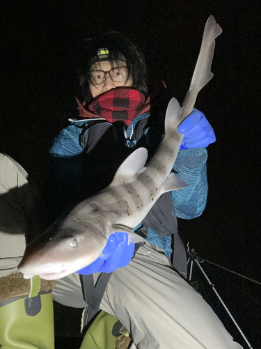 ドチザメの釣果