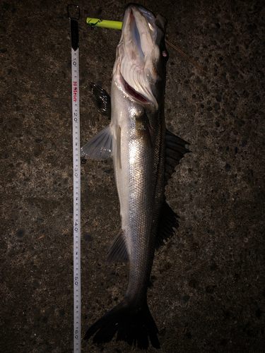 シーバスの釣果