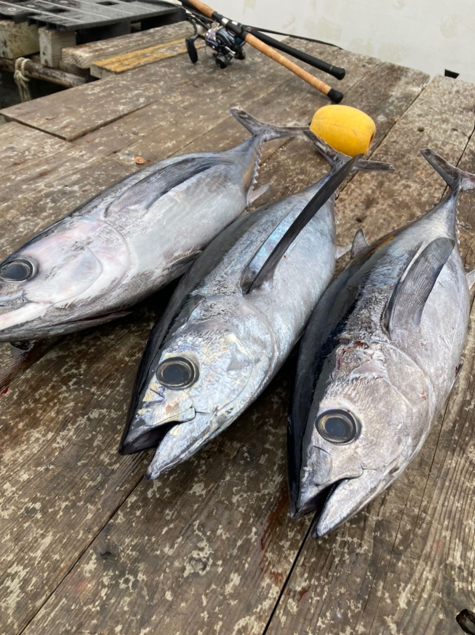 世界のおーさんの釣果 3枚目の画像