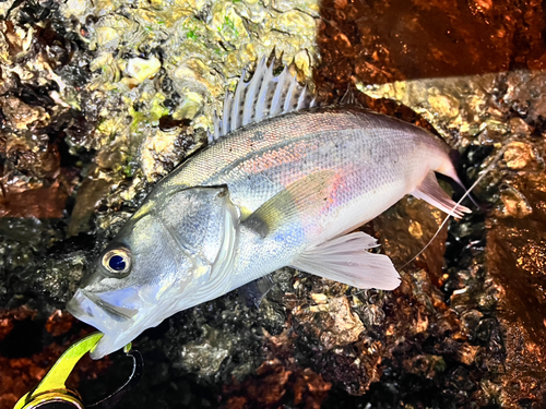 シーバスの釣果