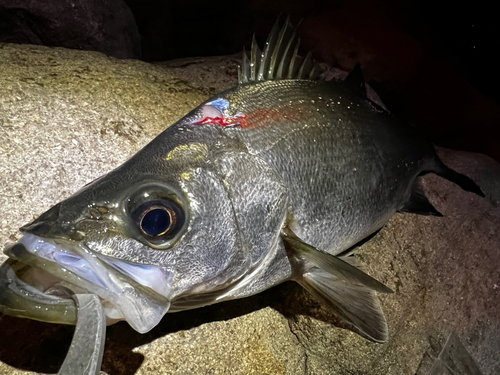 ヒラスズキの釣果