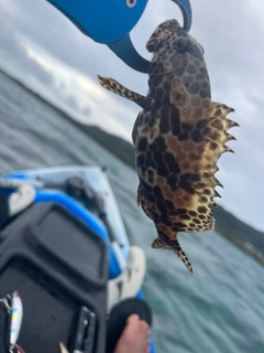 イシミーバイの釣果