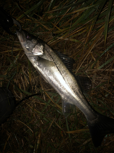 セイゴ（マルスズキ）の釣果