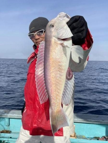 シロアマダイの釣果