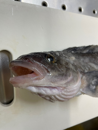 ホッケの釣果