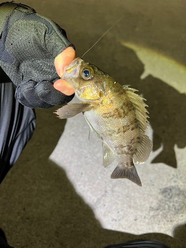 シロメバルの釣果