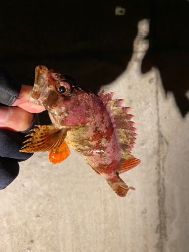 ヨロイメバルの釣果