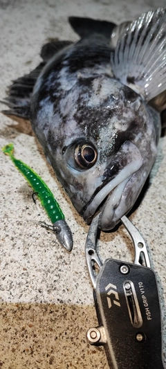 クロソイの釣果