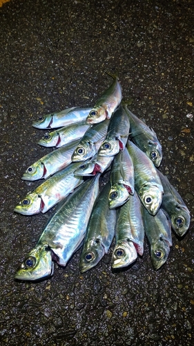 アジの釣果