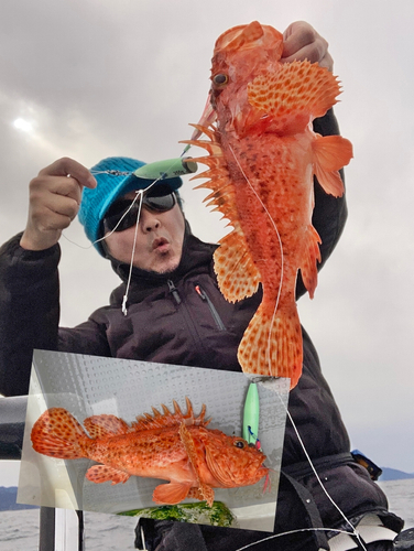 オニカサゴの釣果