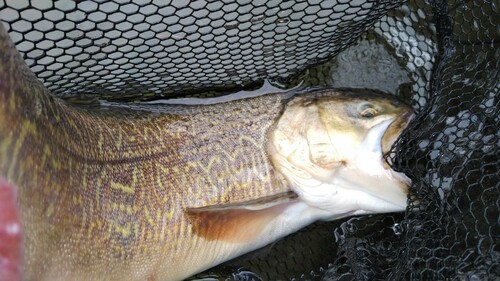 タイガートラウトの釣果