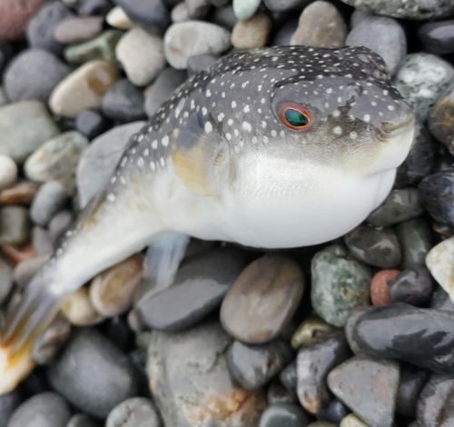 クサフグの釣果