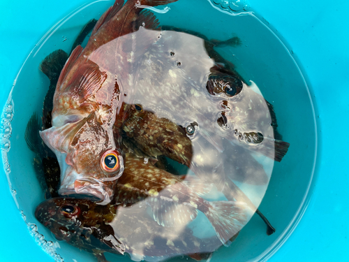 カサゴの釣果