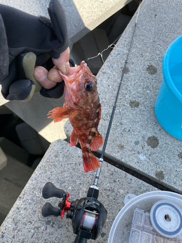 カサゴの釣果