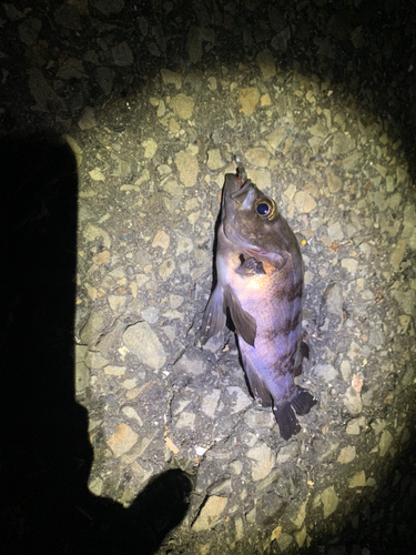 クロメバルの釣果