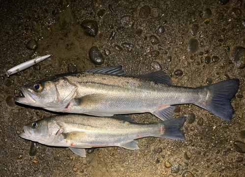 シーバスの釣果