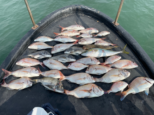 マダイの釣果