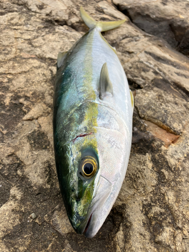 イナダの釣果