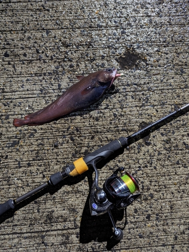 犬吠埼で釣れたウミタナゴの釣り・釣果情報 - アングラーズ