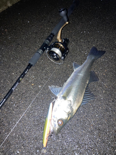 スズキの釣果