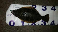 ヒラメの釣果