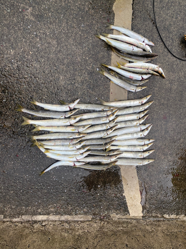 カマスの釣果